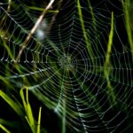 Bayesian trap